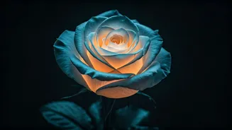 Try Glowing Rose Dishes For A Culinary Treat