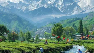 Where tea gardens meet the Dhauladhars: Your perfect escape to Palampur