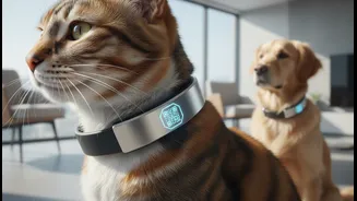 Beyond a licence sticker alone, Pet Registration Beyond Dogs highlights digital identification for cats and dogs