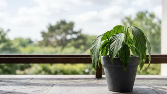 How To Check Whether A Balcony Plant Needs Water