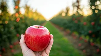 Discover 8 Global Havens for Apple Enthusiasts: A Taste of Crisp Perfection