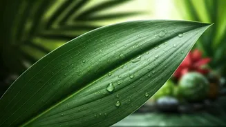 Why Green Plant Chemistry Redefines K-Beauty In India Now