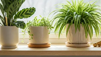 Pet Owners Are Getting Smarter About Plant Decor