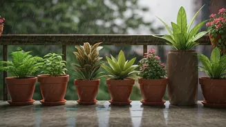 These Plants Thrive In Pots This Monsoon