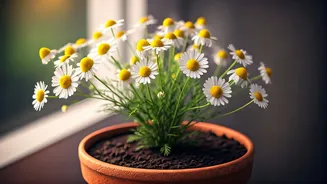 Cultivating Serenity: Your Guide to Growing Chamomile Indoors