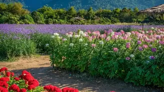 The Nilgiris Protect Neelakurinji Through Fines and Access Controls