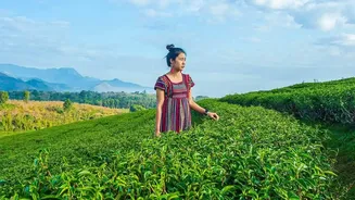 How Indian Passport Holders Save Money Traveling Solo Through Sri Lanka Tea Country