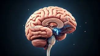 Unlock a Sharper Mind: Your Daily Moves Power Brain Waste Removal