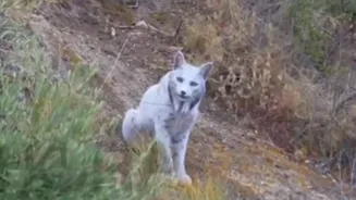 World's First-Ever White Iberian Lynx Gets Spotted In Spain, Leaves Everyone Mesmerised | WATCH Viral Video