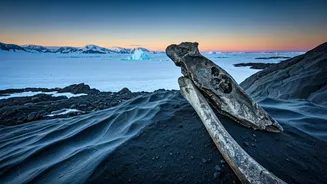 Antarctica's First Dinosaur Bone Was Hiding For Decades