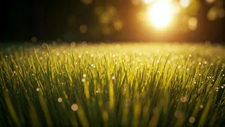 Try 5-Minute Barefoot Lawn Walks To Destroy Terrible Screen Burnout