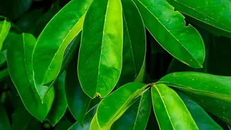 Remove Weak and Crossing Stems Before Buying New Plants