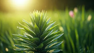 Spring Energy Boost: Natural Ways to Revitalize Your Body and Mind