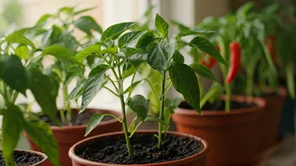 Cultivate Patience: Grow Vibrant Capsicum With Kids At Home