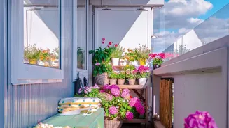 Monsoon Balcony Gardening Helps Urban Residents Stay Connected To Nature