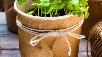 Growing Herbs In Small Spaces Is Becoming A Popular Monsoon Project