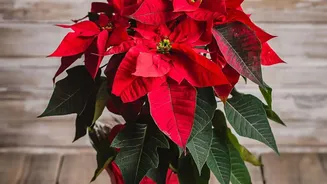 Holiday Plant Survival Improves When Sun Exposure Is Reduced Sensibly
