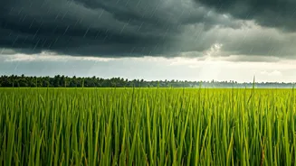 Kerala Monsoon Breaks Have Entered Travel Planning