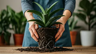 Your Indoor Plants Need A Better Home