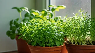 4 Best Monsoon Herbs For Tiny Kitchen Windowsills Discovered
