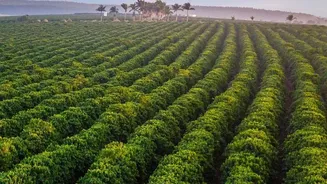 How Lush Coorg Coffee Estates Offer Relaxing Off Season Monsoon Stays Away From City Noise