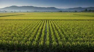 A Closer Look At Shared Crop Data After The New Cross-Country Rice Survey