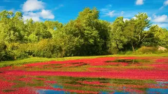 Indoor Cranberry Gardening: A Guide To Humidity And Drainage
