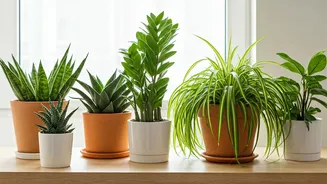 Low-Maintenance Plants Are Perfect For Busy Renters