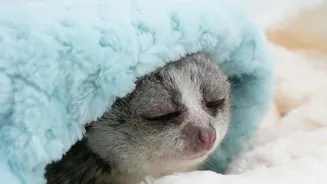 How Weather Changes Can Affect Your Pet’s Skin And Comfort