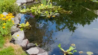 City Garden Makeovers Begin With Native Plant Choices