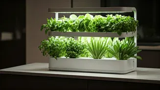 Vertical Farming Systems Reduce Household Carbon Footprints Drastically Across Capital
