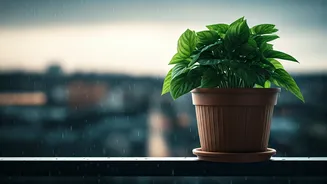 Prevent Root Rot: Monsoon Gardening Guide For Apartments