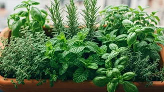 Balcony Gardening Gets Tastier With Kitchen Herbs
