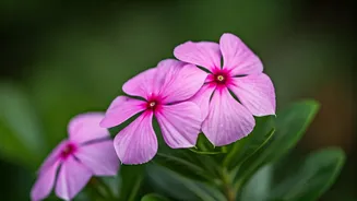Periwinkle Power: Unlock Hair Growth Naturally