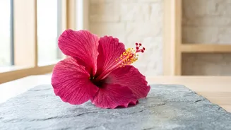 African Hibiscus Is Being Explored In Botanical Skin Care Without Evidence For Miracle Results, With The Latest Research Providing The News Peg