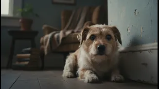 Extra Cuddles May Not Be Enough For A Storm-Frightened Pet