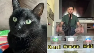 Gato vidente que acertou placar do Brasil na Copa faz nova previsão