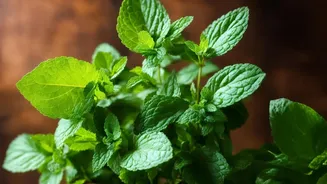 Why Growing Tulsi Mint And Coriander In Windowsill Pots Ensures Clean Pesticide-Free Kitchen Herbs
