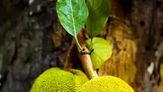 Air-Fried Green Jackfruit Sliders: Tasty High-Fiber Meat Substitutes For Plant-Based Foodies