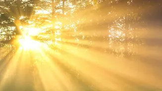 Why Experts Recommend Ten Minutes Of Morning Sun Exposure For Better Sleep Health