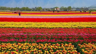Ladakh Opens 40-Acre Flower Project To Tourists And Local Farmers