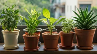 7 Balcony Beauties: Grow Plants in India!