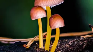 Rain And Fungi: Why Monsoon Is A Special Season For Mushroom Safety