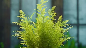 Indoor Plants And Air Quality: What The Latest Scientific Evidence Actually Says