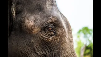Understanding Human-Elephant Conflicts in Andhra Pradesh