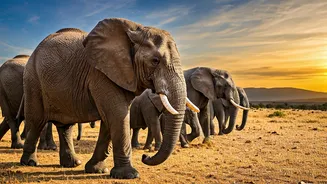 Elephant Memory Secrets Are Revealed