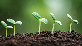 Monsoon Weather Helps Beginners Start Growing