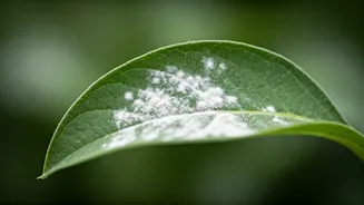 Fungus Problems Need Quick Plant-Parent Action