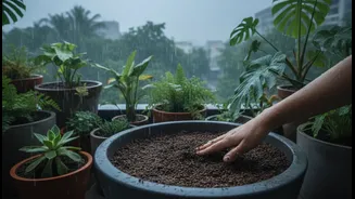 Every Pot Needs Its Own Monsoon Moisture Check, Even On One Balcony