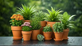 These Rainy-Season Plants Love Containers